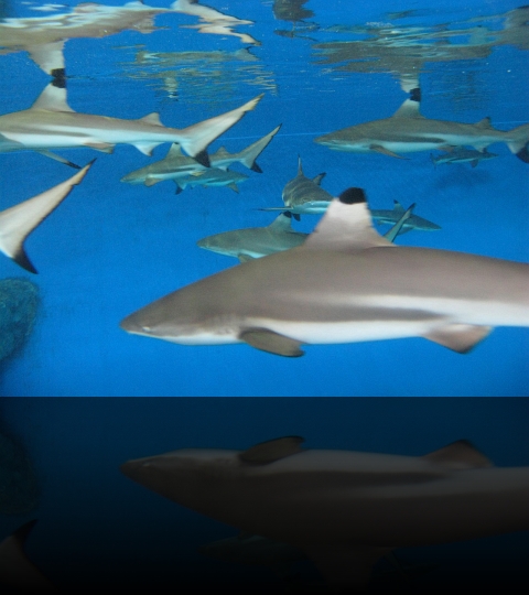 Manila-Oceanarium-16